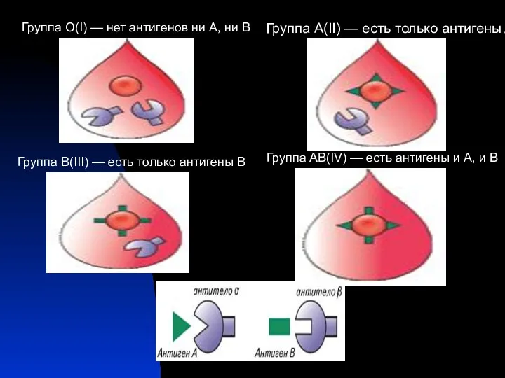 Группа О(I) — нет антигенов ни А, ни В Группа А(II)