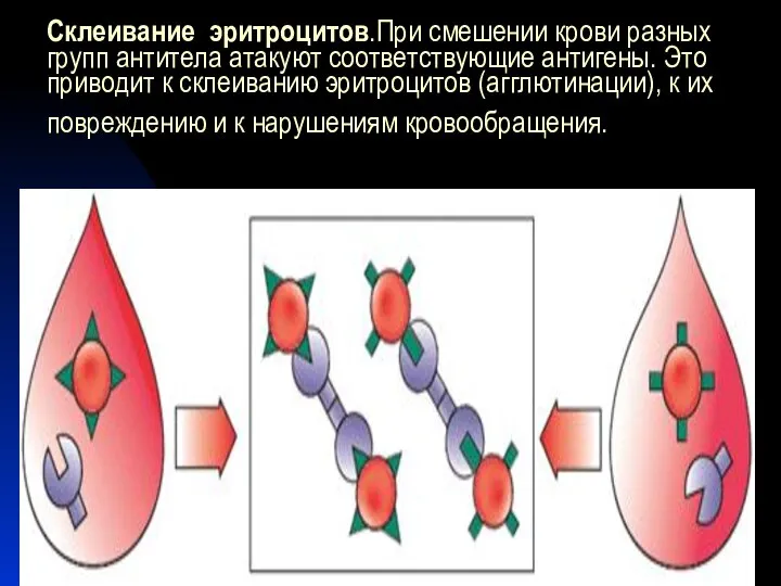 Склеивание эритроцитов.При смешении крови разных групп антитела атакуют соответствующие антигены. Это