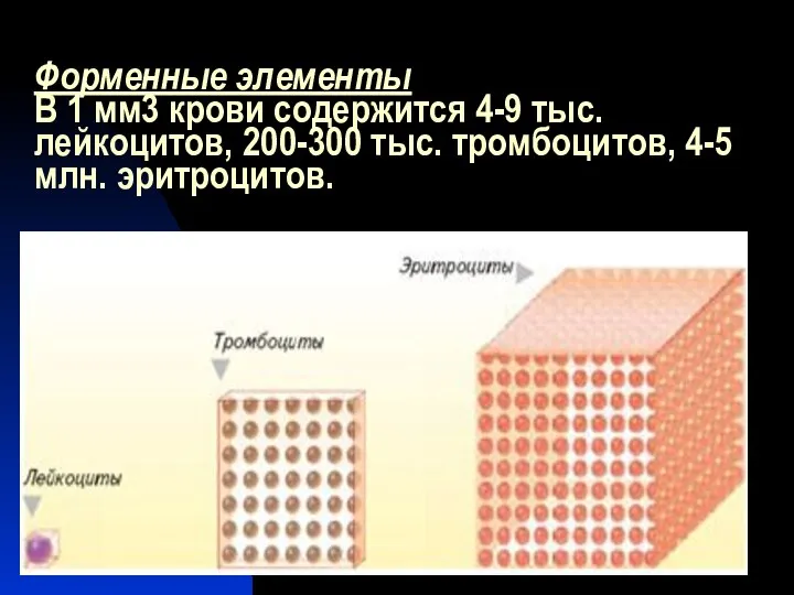 Форменные элементы В 1 мм3 крови содержится 4-9 тыс. лейкоцитов, 200-300 тыс. тромбоцитов, 4-5 млн. эритроцитов.