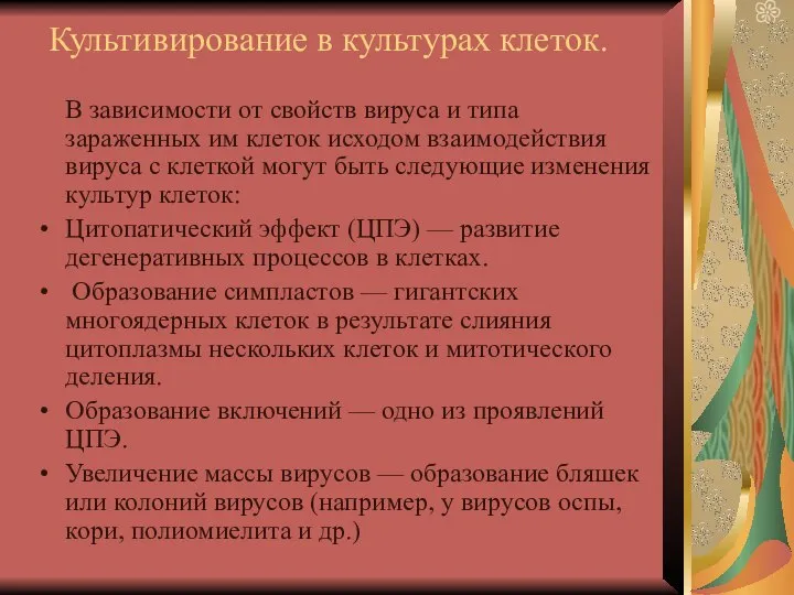 Культивирование в культурах клеток. В зависимости от свойств вируса и типа