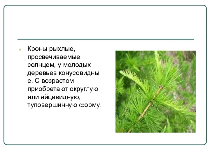 Кроны рыхлые, просвечиваемые солнцем, у молодых деревьев конусовидные. С возрастом приобретают округлую или яйцевидную, туповершинную форму.