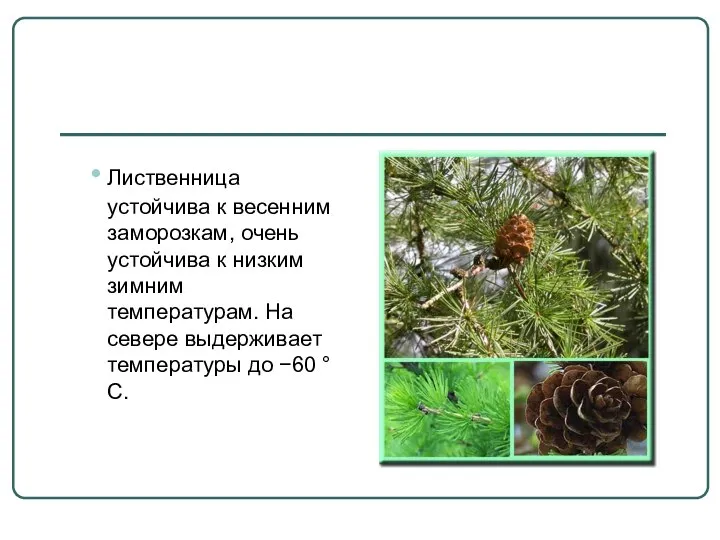 Лиственница устойчива к весенним заморозкам, очень устойчива к низким зимним температурам.