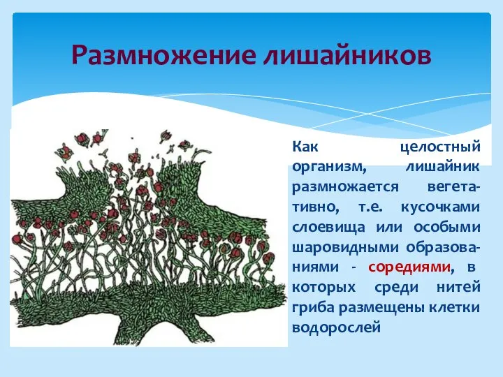 Размножение лишайников Как целостный организм, лишайник размножается вегета-тивно, т.е. кусочками слоевища