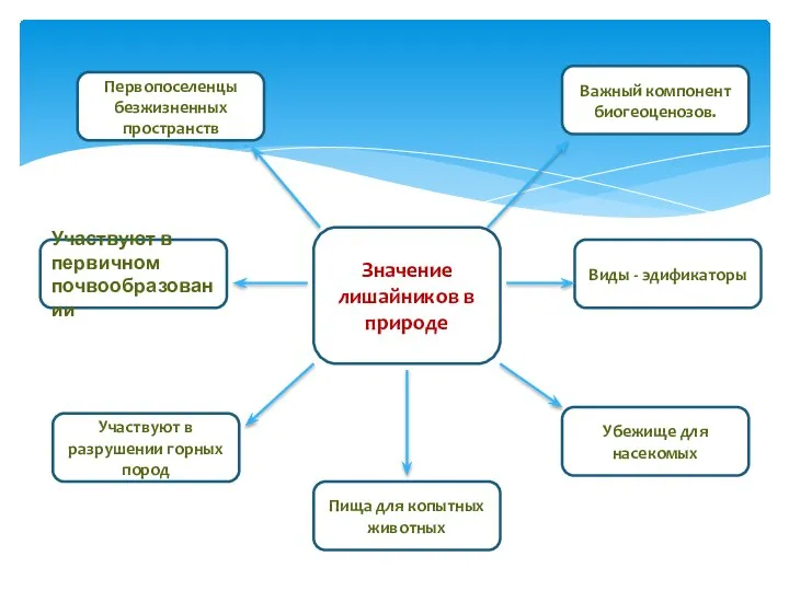 Значение лишайников в природе Первопоселенцы безжизненных пространств Участвуют в первичном почвообразовании