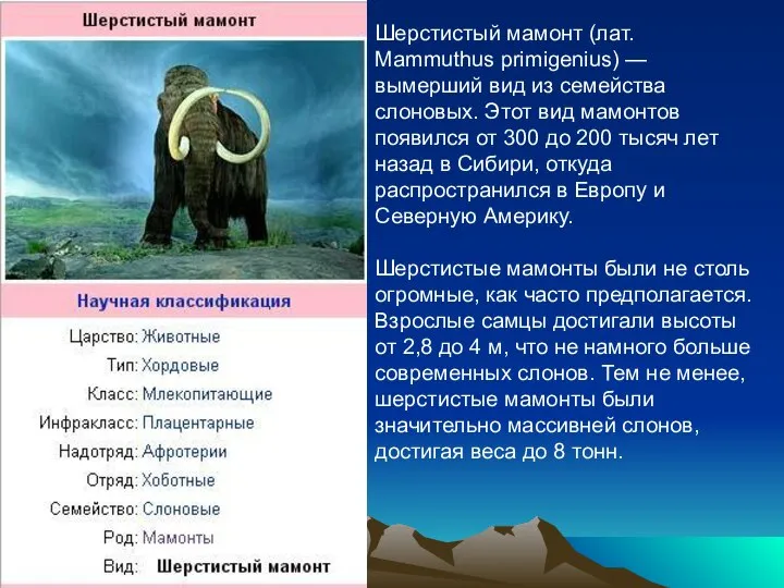 Шерстистый мамонт (лат. Mammuthus primigenius) — вымерший вид из семейства слоновых.