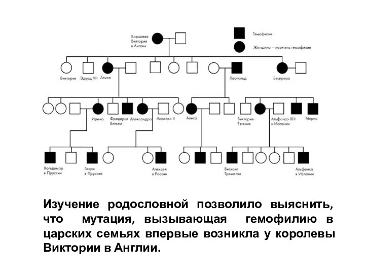 Изучение родословной позволило выяснить, что мутация, вызывающая гемофилию в царских семьях