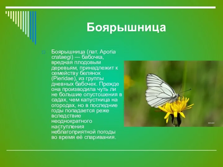 Боярышница Боярышница (лат. Aporia crataegi) — бабочка, вредная плодовым деревьям, принадлежит