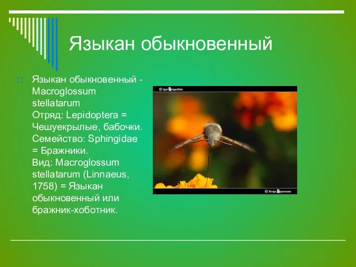 Языкан обыкновенный Языкан обыкновенный - Macroglossum stellatarum Отряд: Lepidoptera = Чешуекрылые,