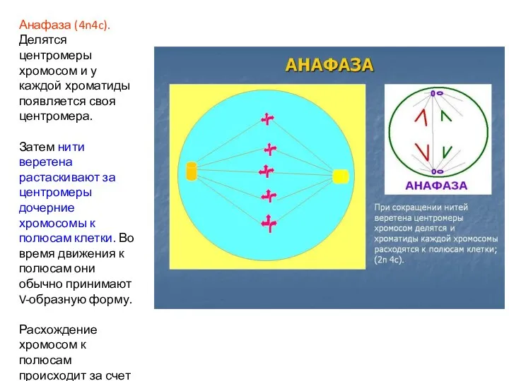 Анафаза (4n4c). Делятся центромеры хромосом и у каждой хроматиды появляется своя