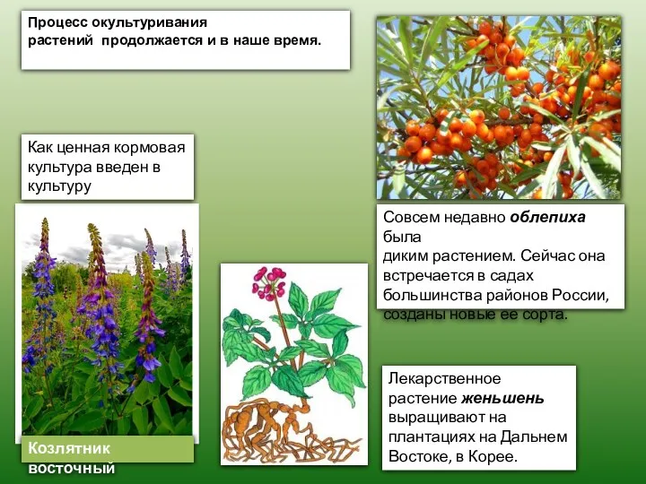 Козлятник восточный Процесс окультуривания растений продолжается и в наше время. Как