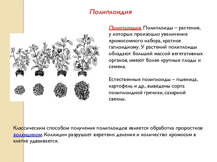 Полиплоидия. Полиплоиды – растения, у которых произошло увеличение хромосомного набора, кратное