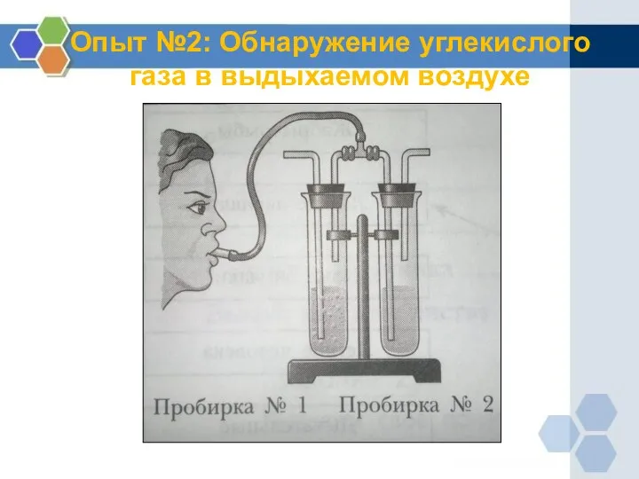 Опыт №2: Обнаружение углекислого газа в выдыхаемом воздухе