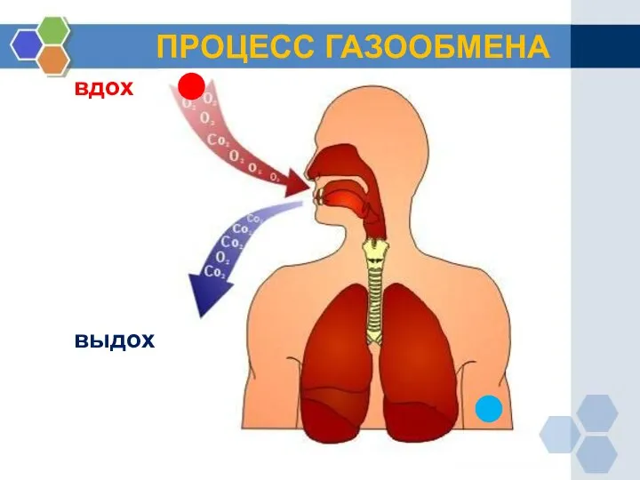 ПРОЦЕСС ГАЗООБМЕНА вдох выдох