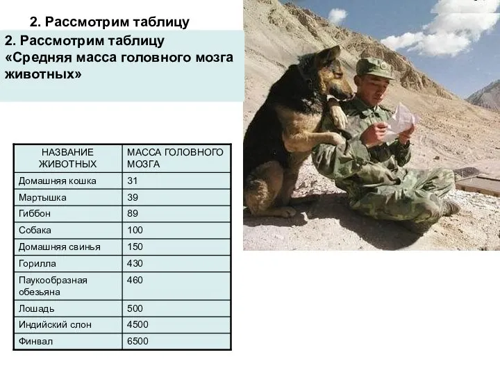 2. Рассмотрим таблицу «Средняя масса головного мозга животных» 2. Рассмотрим таблицу «Средняя масса головного мозга животных»