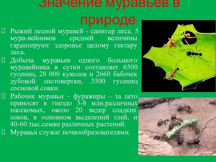 Значение муравьев в природе: Рыжий лесной муравей - санитар леса. 5