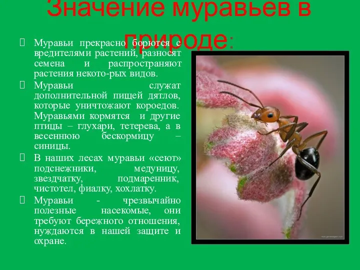 Значение муравьев в природе: Муравьи прекрасно борются с вредителями растений, разносят