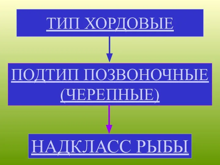 ТИП ХОРДОВЫЕ ПОДТИП ПОЗВОНОЧНЫЕ (ЧЕРЕПНЫЕ) НАДКЛАСС РЫБЫ