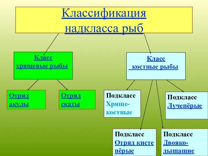 Класс костные рыбы Класс хрящевые рыбы Подкласс Хряще- костные Подкласс Лучепёрые