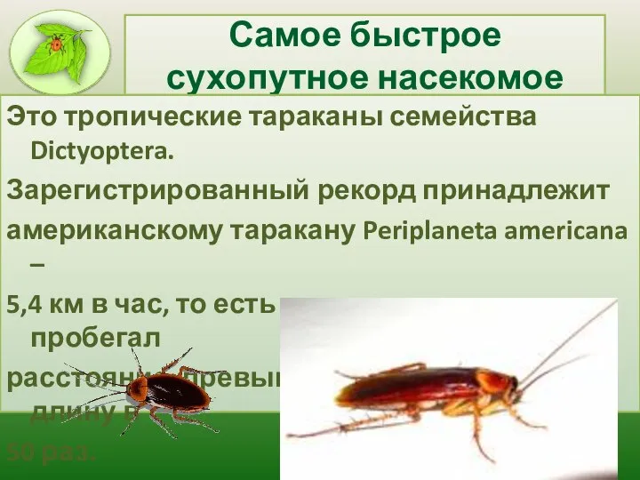Самое быстрое сухопутное насекомое Это тропические тараканы семейства Dictyoptera. Зарегистрированный рекорд