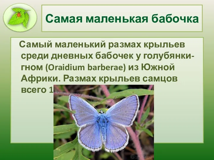 Самая маленькая бабочка Самый маленький размах крыльев среди дневных бабочек у