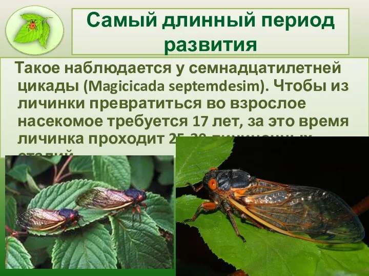 Самый длинный период развития Такое наблюдается у семнадцатилетней цикады (Magicicada septemdesim).