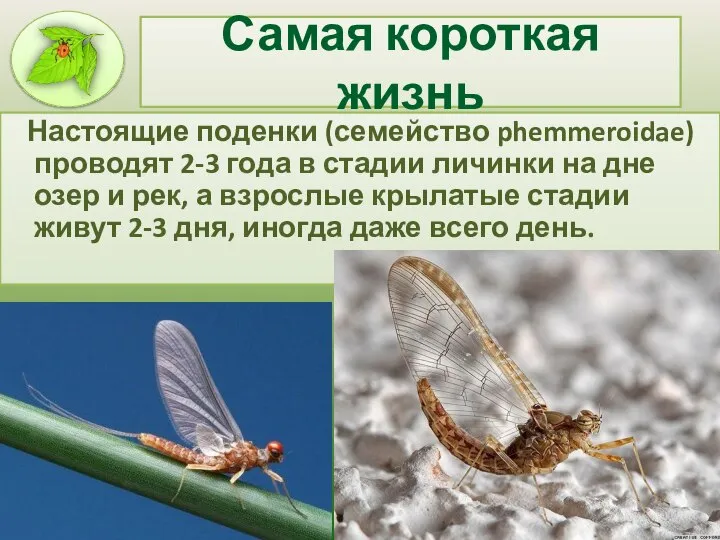 Самая короткая жизнь Настоящие поденки (семейство phemmeroidae) проводят 2-3 года в