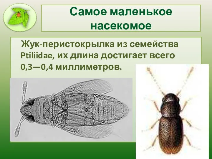 Самое маленькое насекомое Жук-перистокрылка из семейства Ptiliidae, их длина достигает всего 0,3—0,4 миллиметров.