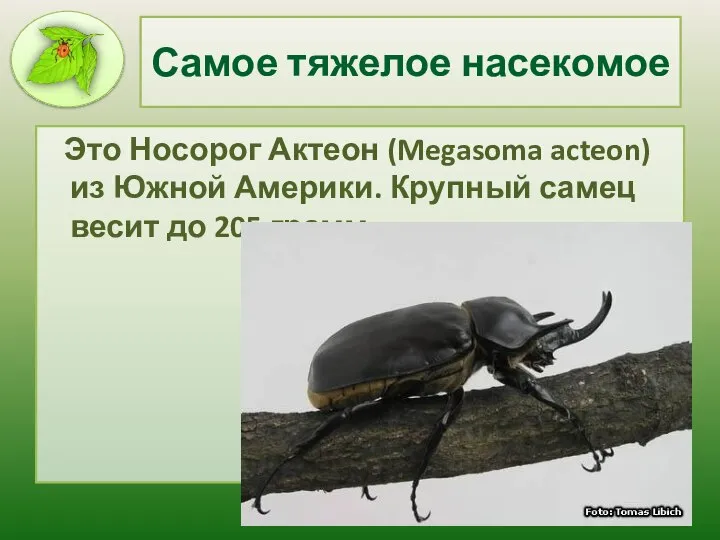 Самое тяжелое насекомое Это Носорог Актеон (Megasoma acteon) из Южной Америки.