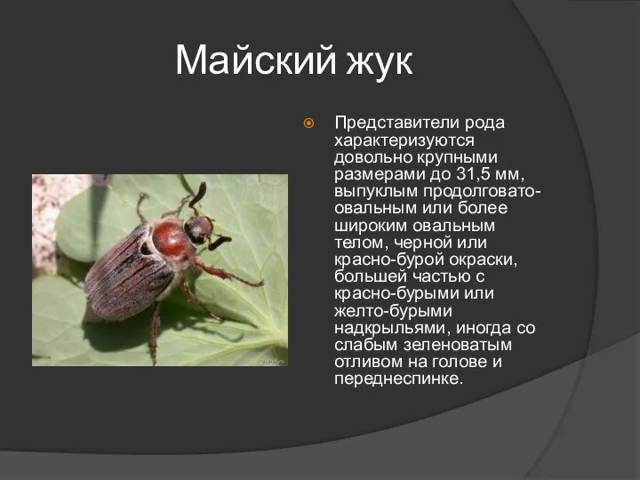 Майский жук Представители рода характеризуются довольно крупными размерами до 31,5 мм,