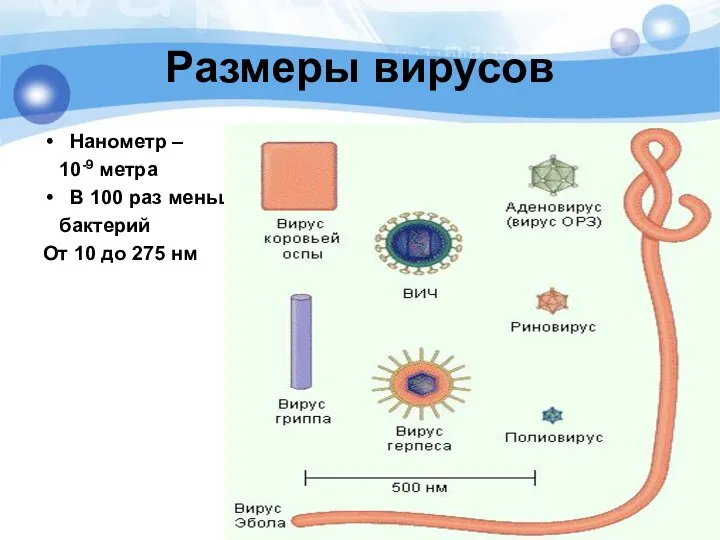 Размеры вирусов Нанометр – 10-9 метра В 100 раз меньше бактерий От 10 до 275 нм