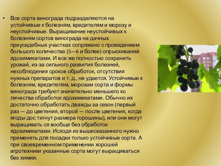 Все сорта винограда подразделяются на устойчивые к болезням, вредителям и морозу