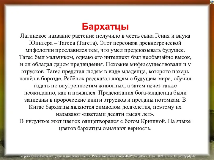 Бархатцы Латинское название растение получило в честь сына Гения и внука