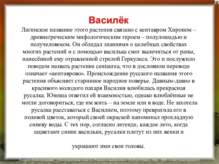 Василёк Латинское название этого растения связано с кентавром Хироном – древнегреческим