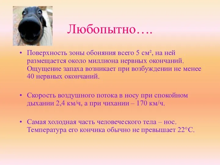 Любопытно…. Поверхность зоны обоняния всего 5 см², на ней размещается около