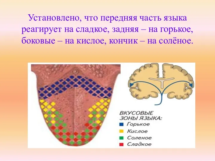 Установлено, что передняя часть языка реагирует на сладкое, задняя – на