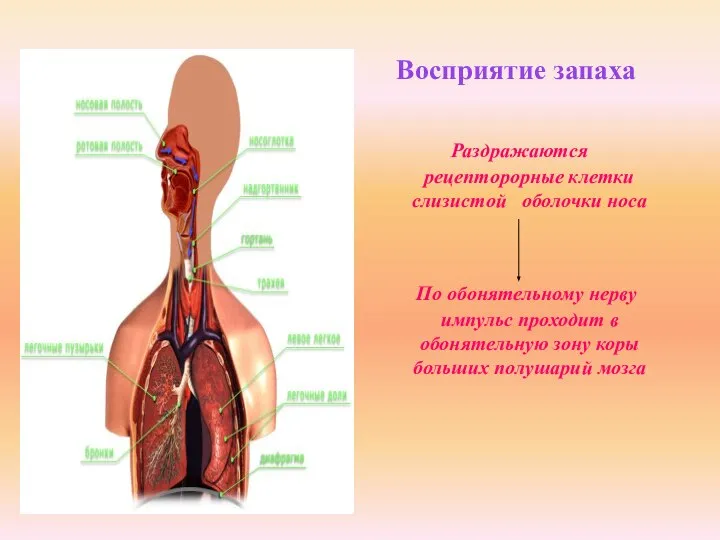 Восприятие запаха Раздражаются рецепторорные клетки слизистой оболочки носа По обонятельному нерву