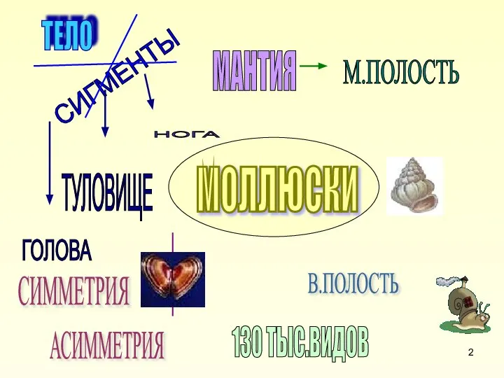 МОЛЛЮСКИ СИГМЕНТЫ В.ПОЛОСТЬ МАНТИЯ М.ПОЛОСТЬ ТЕЛО ГОЛОВА ТУЛОВИЩЕ НОГА 130 ТЫС.ВИДОВ СИММЕТРИЯ АСИММЕТРИЯ