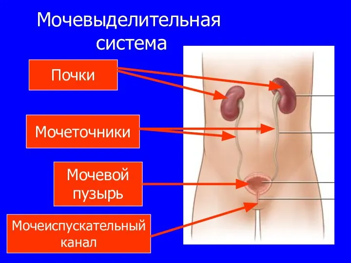 Мочевыделительная система Почки Мочеточники Мочевой пузырь Мочеиспускательный канал