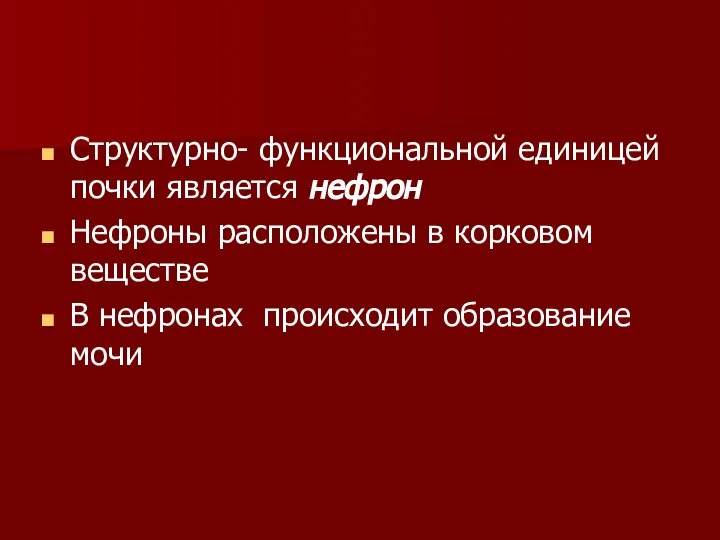 Структурно- функциональной единицей почки является нефрон Нефроны расположены в корковом веществе В нефронах происходит образование мочи