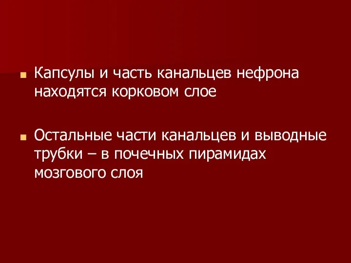 Капсулы и часть канальцев нефрона находятся корковом слое Остальные части канальцев