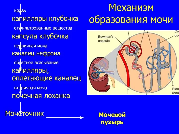 Механизм образования мочи кровь капилляры клубочка отфильтрованные вещества капсула клубочка первичная