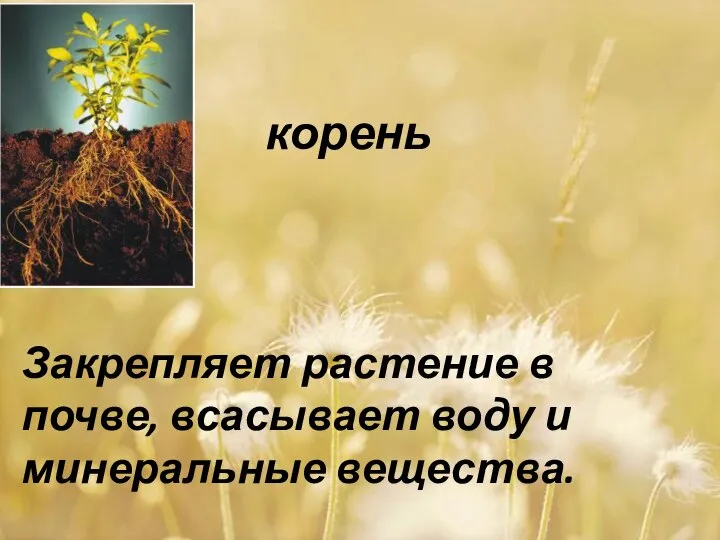 корень Закрепляет растение в почве, всасывает воду и минеральные вещества.