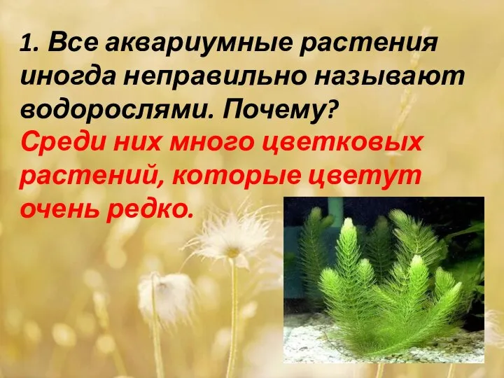 1. Все аквариумные растения иногда неправильно называют водорослями. Почему? Среди них