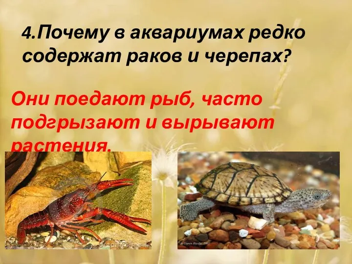 4.Почему в аквариумах редко содержат раков и черепах? Они поедают рыб, часто подгрызают и вырывают растения.