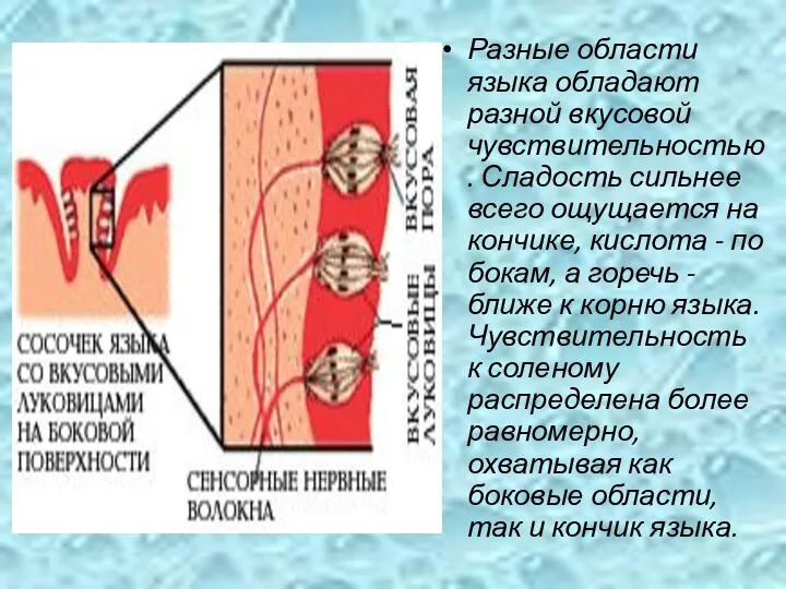 Разные области языка обладают разной вкусовой чувствительностью. Сладость сильнее всего ощущается