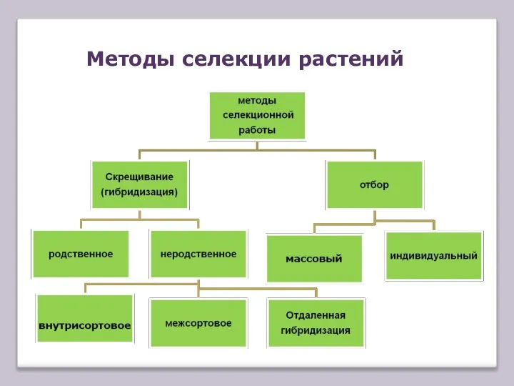 Методы селекции растений