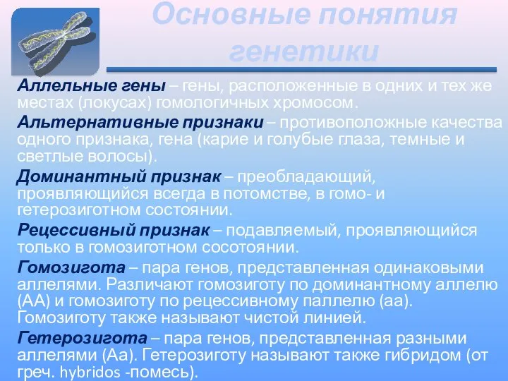 Основные понятия генетики Аллельные гены – гены, расположенные в одних и