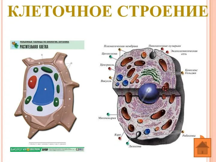 КЛЕТОЧНОЕ СТРОЕНИЕ