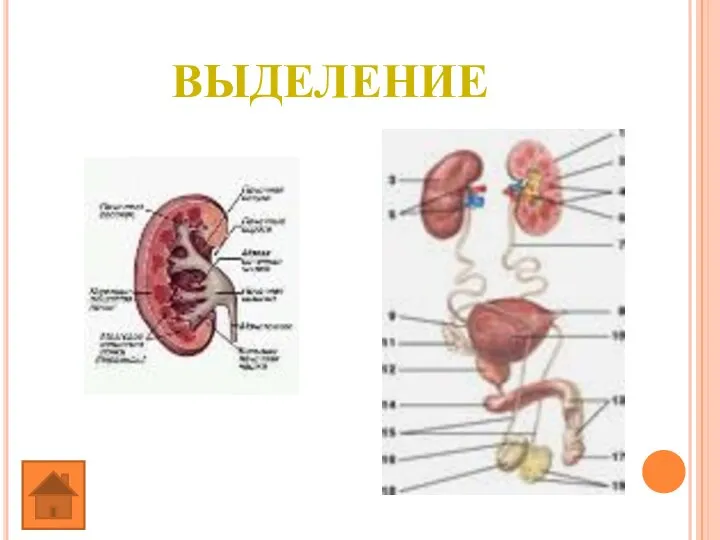 ВЫДЕЛЕНИЕ