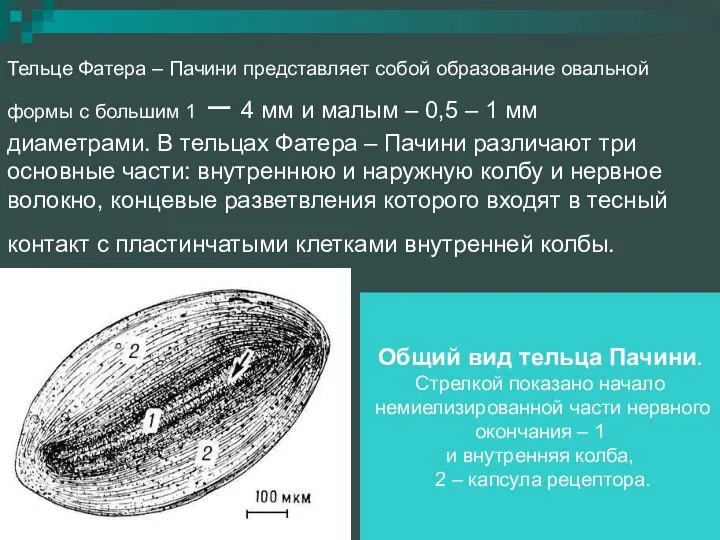 Тельце Фатера – Пачини представляет собой образование овальной формы с большим